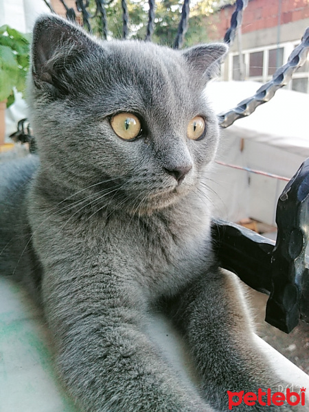 British Shorthair, Kedi  Duman fotoğrafı