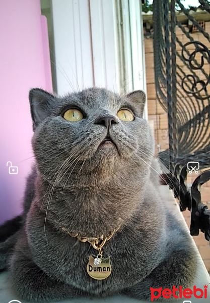 British Shorthair, Kedi  Duman fotoğrafı