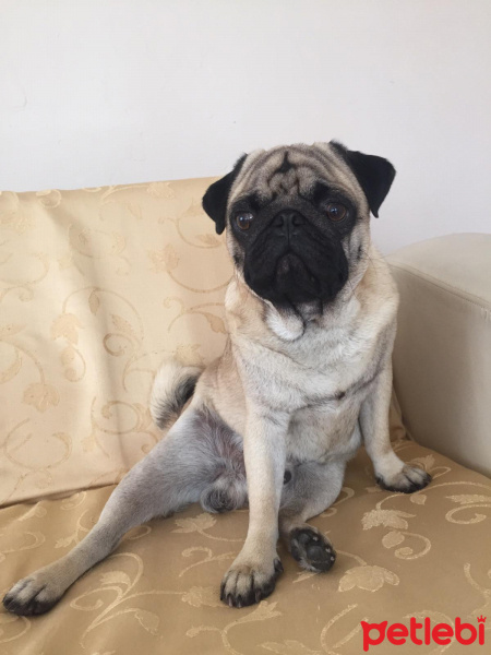 Pug, Köpek  Godi fotoğrafı