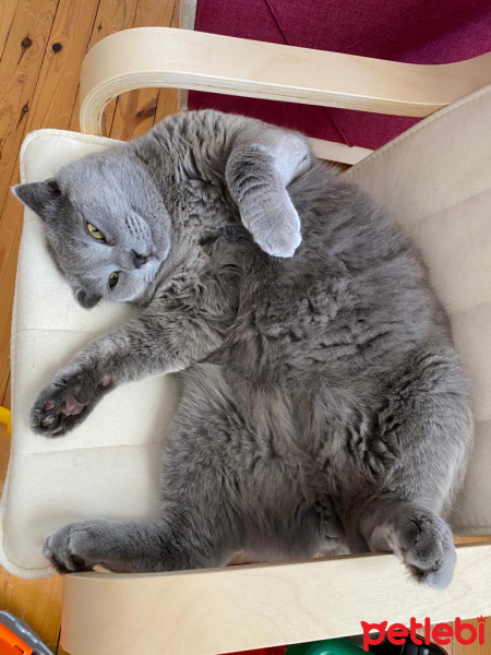 British Shorthair, Kedi  Kül fotoğrafı