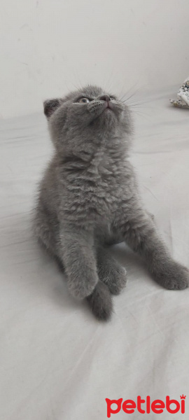 Scottish Fold, Kedi  Barney fotoğrafı