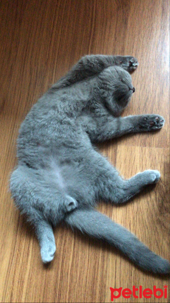 Scottish Fold, Kedi  Barney fotoğrafı