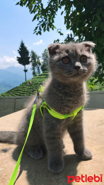 Scottish Fold, Kedi  Barney fotoğrafı