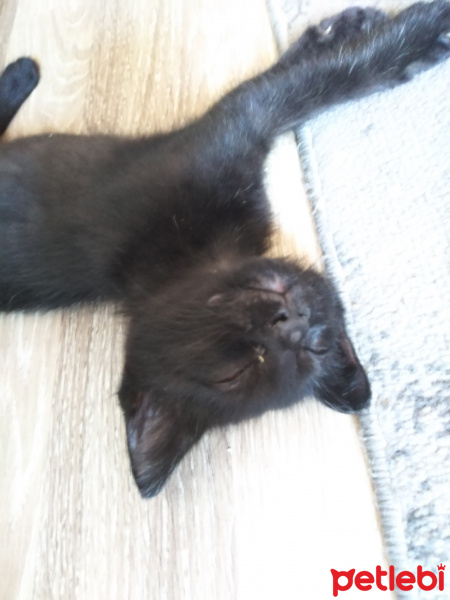 Tuxedo (Smokin) Kedi, Kedi  Inci, Zeytin fotoğrafı