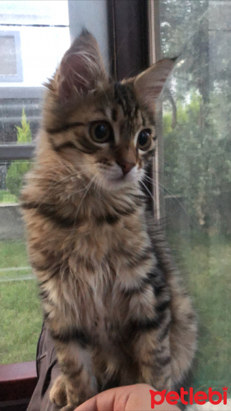 Tekir Kedi, Kedi  Simba fotoğrafı