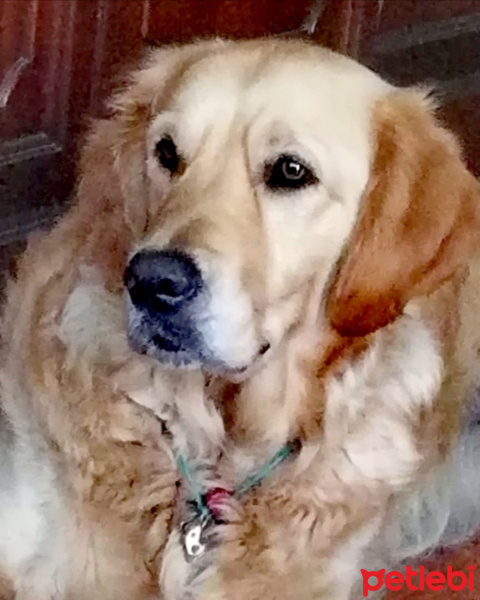 Golden Retriever, Köpek  Shot fotoğrafı