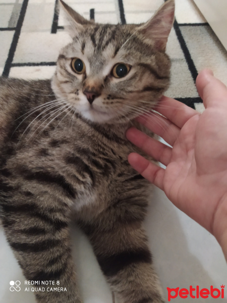 British Shorthair, Kedi  Paşa fotoğrafı