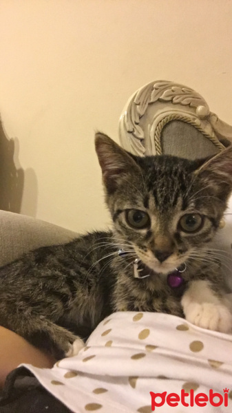Tekir Kedi, Kedi  Susam fotoğrafı