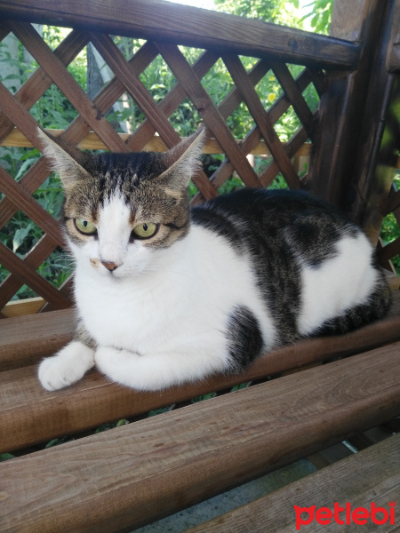 Tekir Kedi, Kedi  Kitina fotoğrafı