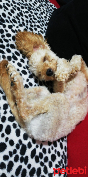 Poodle (Minyatür Kaniş), Köpek  Köpük fotoğrafı