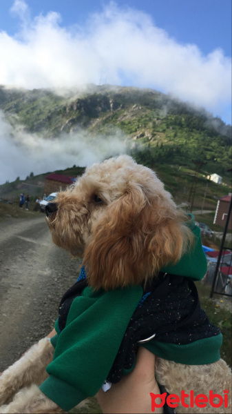 Poodle (Minyatür Kaniş), Köpek  Köpük fotoğrafı