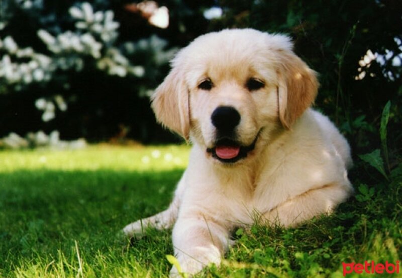 Golden Retriever, Köpek  Oscar fotoğrafı