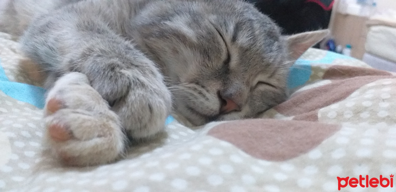 Tekir Kedi, Kedi  Pati fotoğrafı