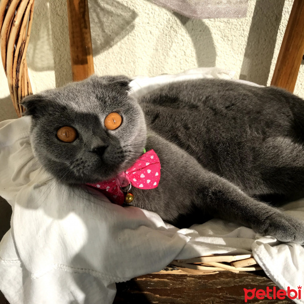 Scottish Fold, Kedi  layd fotoğrafı