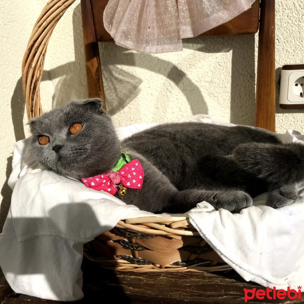 Scottish Fold, Kedi  layd fotoğrafı