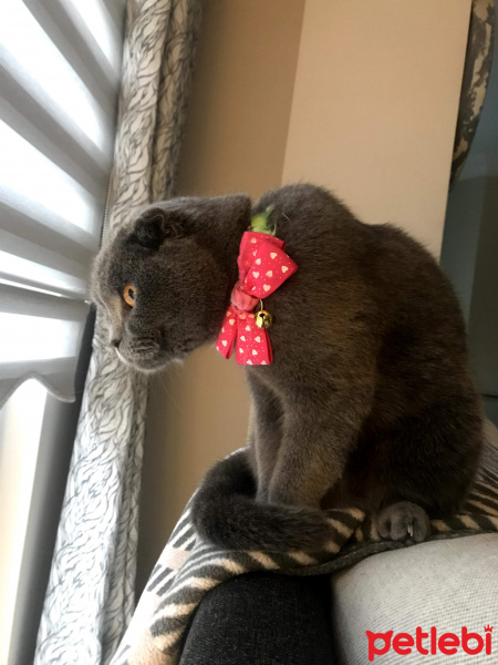 Scottish Fold, Kedi  layd fotoğrafı