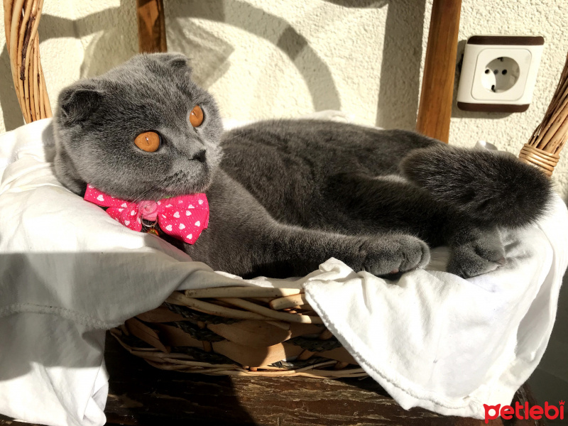 Scottish Fold, Kedi  layd fotoğrafı