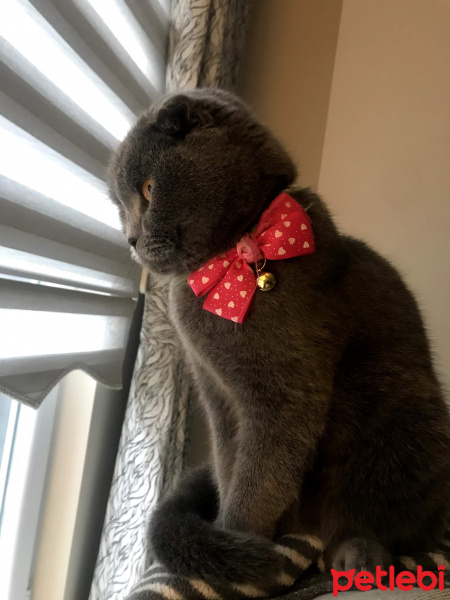 Scottish Fold, Kedi  layd fotoğrafı