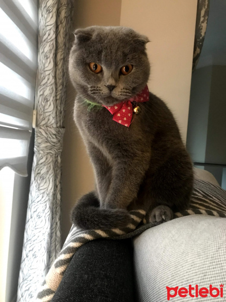 Scottish Fold, Kedi  layd fotoğrafı