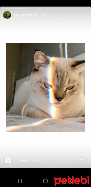 Scottish Fold, Kedi  RIFKI fotoğrafı