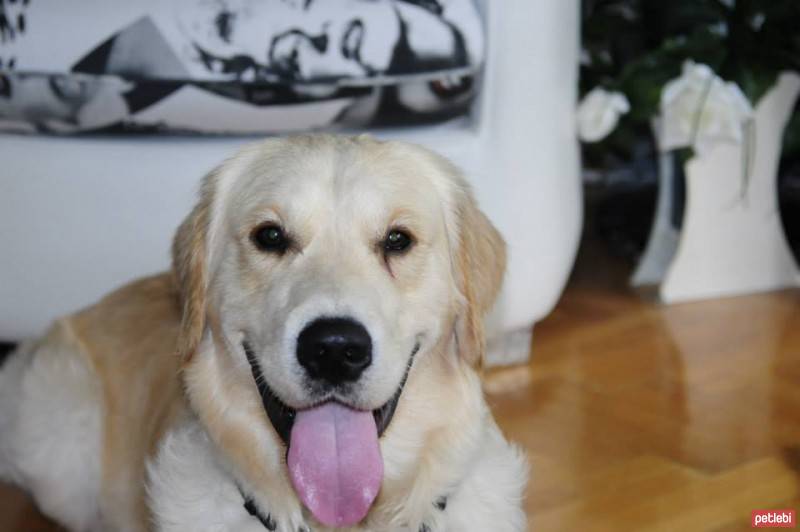 Golden Retriever, Köpek  hayta fotoğrafı