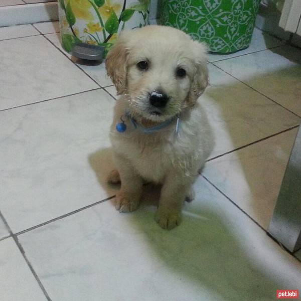 Golden Retriever, Köpek  hayta fotoğrafı