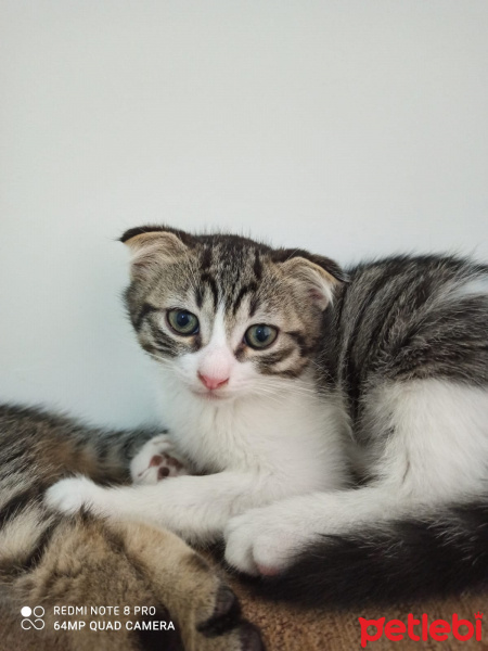 Scottish Fold, Kedi  Lina fotoğrafı