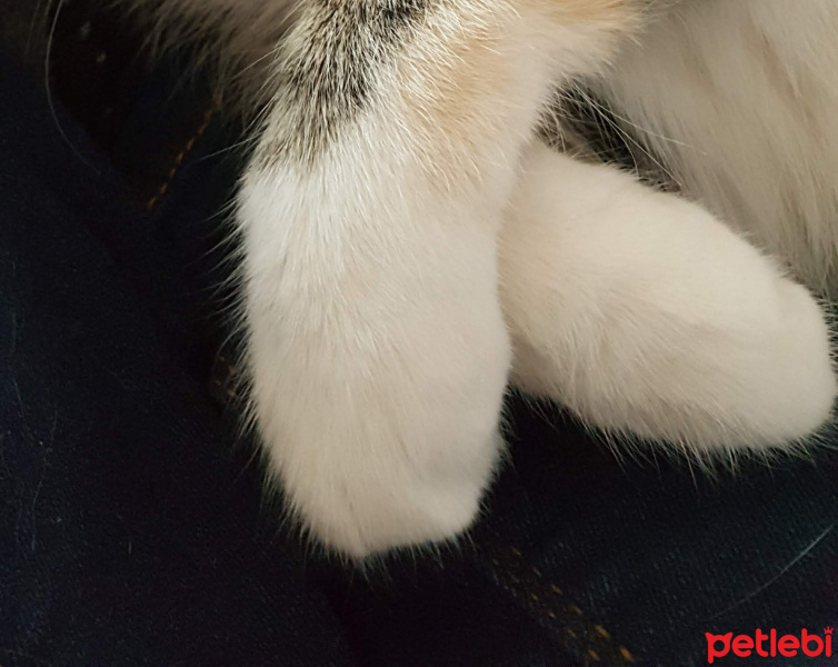 Tekir Kedi, Kedi  Boncuk fotoğrafı