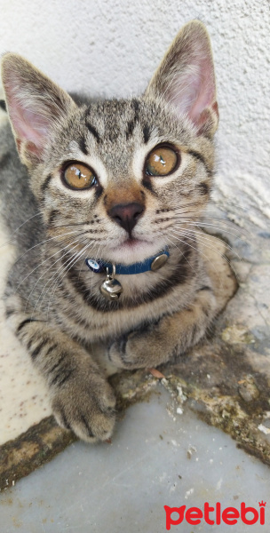 Tekir Kedi, Kedi  Marina fotoğrafı