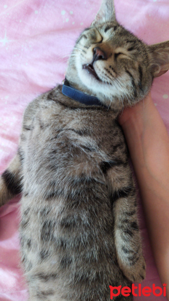 Tekir Kedi, Kedi  Marina fotoğrafı