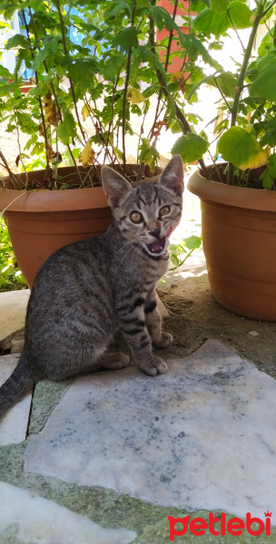 Tekir Kedi, Kedi  Marina fotoğrafı