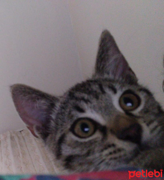 Tekir Kedi, Kedi  Marina fotoğrafı