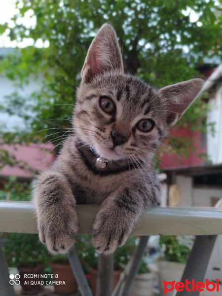 Tekir Kedi, Kedi  Marina fotoğrafı