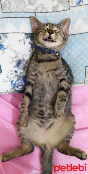 Tekir Kedi, Kedi  Marina fotoğrafı