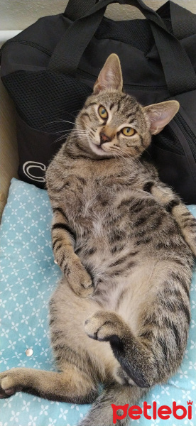 Tekir Kedi, Kedi  Marina fotoğrafı