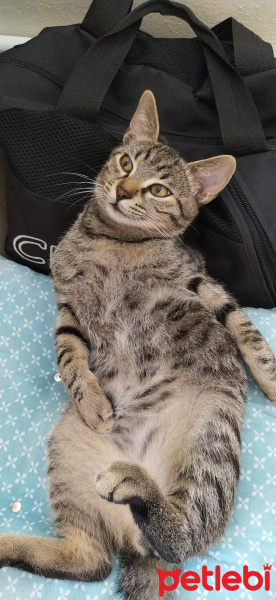 Tekir Kedi, Kedi  Marina fotoğrafı
