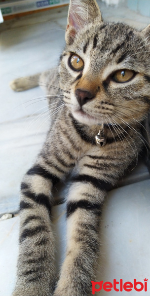 Tekir Kedi, Kedi  Marina fotoğrafı