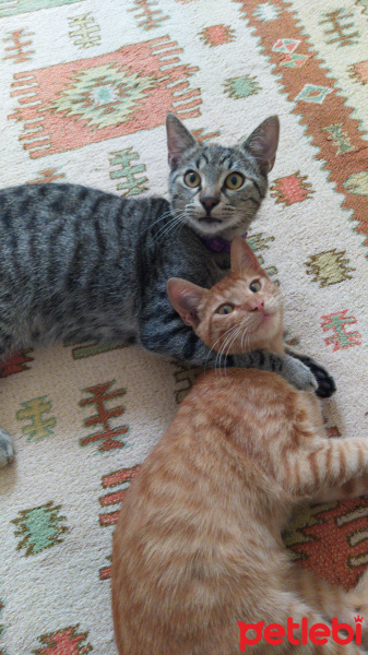 Tekir Kedi, Kedi  Marina fotoğrafı