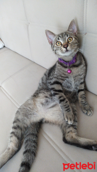 Tekir Kedi, Kedi  Marina fotoğrafı