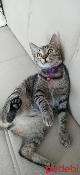 Tekir Kedi, Kedi  Marina fotoğrafı