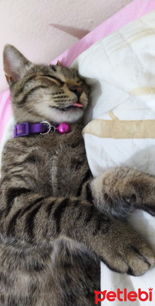 Tekir Kedi, Kedi  Marina fotoğrafı