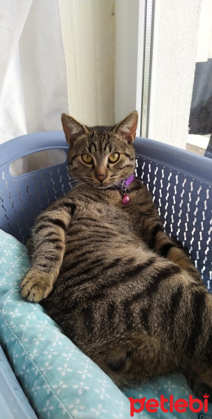 Tekir Kedi, Kedi  Marina fotoğrafı