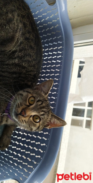 Tekir Kedi, Kedi  Marina fotoğrafı