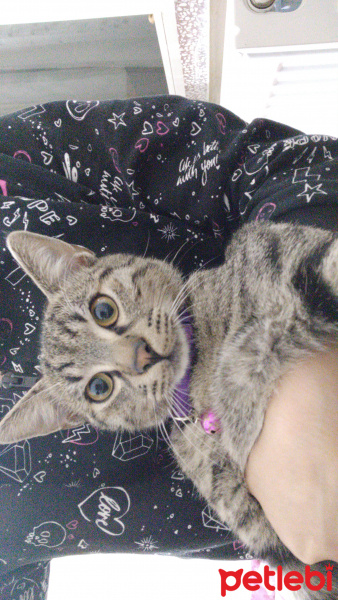 Tekir Kedi, Kedi  Marina fotoğrafı