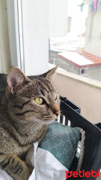 Tekir Kedi, Kedi  Marina fotoğrafı