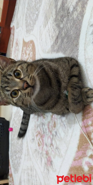 Tekir Kedi, Kedi  Marina fotoğrafı