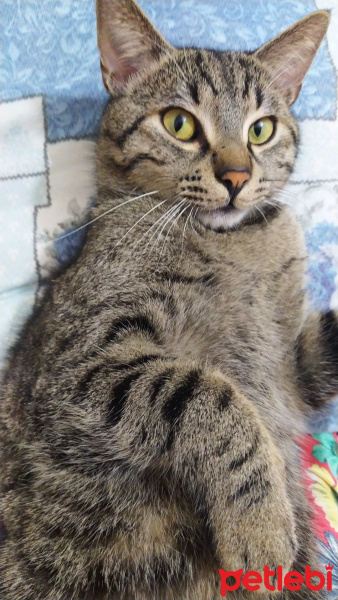 Tekir Kedi, Kedi  Marina fotoğrafı