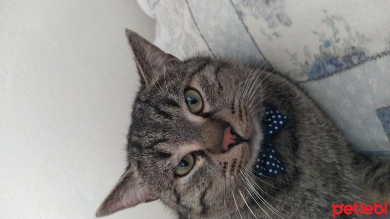 Tekir Kedi, Kedi  Marina fotoğrafı