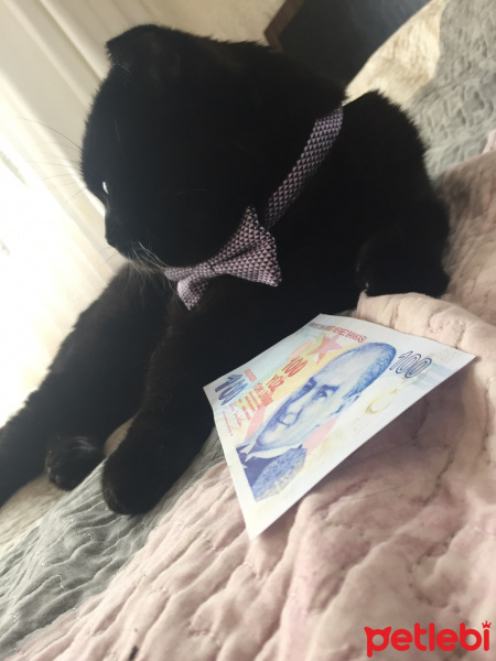 Scottish Fold, Kedi  rei fotoğrafı