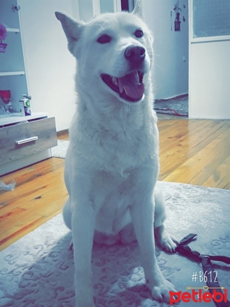 Alaskan Malamute, Köpek  Asena  fotoğrafı